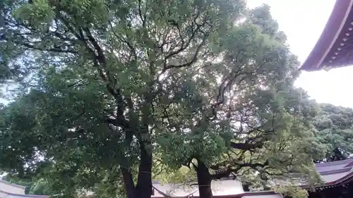 明治神宮の自然