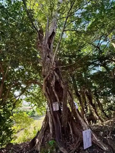 有鹿神社の{uncategorized: "未分類", other: "その他", undefined: "問題あり", building: "その他建物", grave: "お墓", sacred_gate: "鳥居", guardian: "狛犬", statue: "像", buddha: "仏像", history: "歴史", nature: "自然", garden: "庭園", animal: "動物", pagoda: "塔", temizu: "手水舎", mountain_gate: "山門・神門", sanctuary: "本殿・本堂", subordinate: "末社・摂社", art: "芸術", scenery: "景色", jizo: "地蔵", ema: "絵馬", goshuin: "御朱印", omikuji: "おみくじ", items: "授与品その他", amulet: "お守り", goshuincho: "御朱印帳", eats: "食事", festival: "お祭り", votive_dance: "神楽", shichigosan: "七五三参", wedding: "結婚式", experience: "体験その他", initially: "初詣", around: "周辺", anti_infection: "感染症対策"}