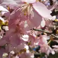 雄琴神社の自然
