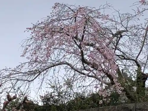 涌谷神社の自然