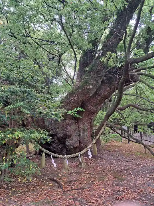 浜松八幡宮(静岡県)