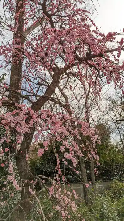 北野天満宮(京都府)