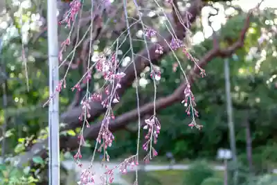 平安神宮(京都府)