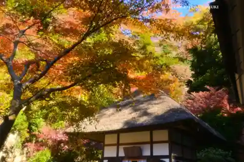 明月院(神奈川県)