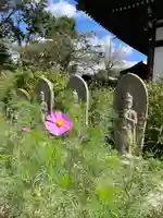 般若寺 ❁コスモス寺❁(奈良県)