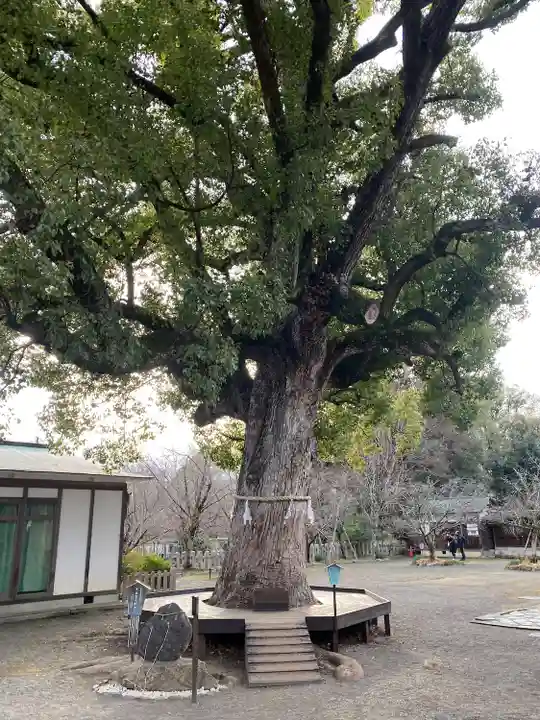 平野神社(京都府)