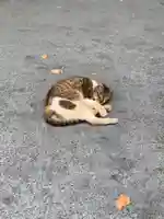 櫻岡大神宮の動物