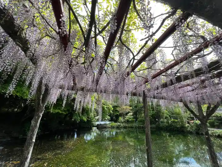 富士山本宮浅間大社の自然