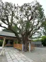 和泉國一之宮 大鳥大社の自然