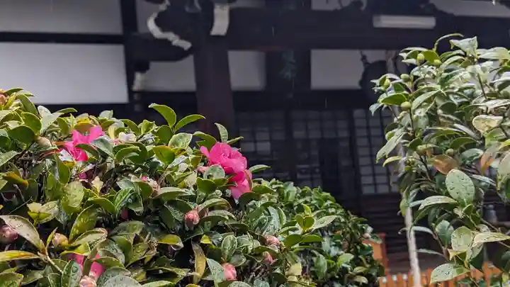 日體寺の御朱印