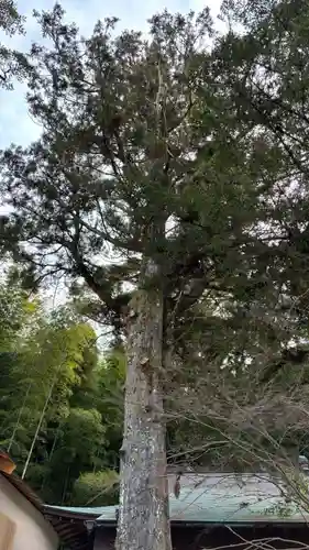 朝峯神社(高知県)