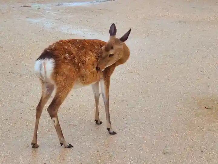 厳島神社(広島県)