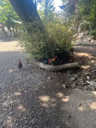 大甕神社(茨城県)