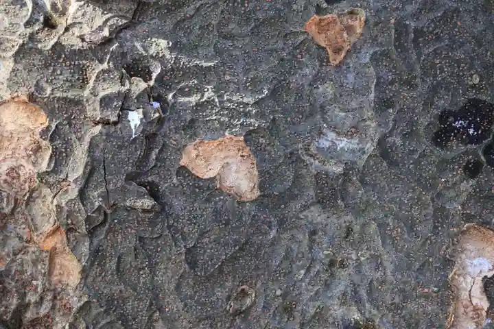 愛宕神社の自然