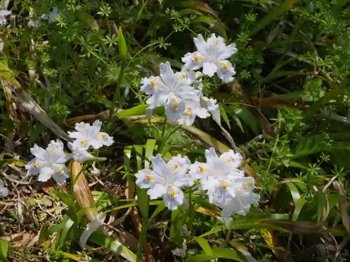 長壽寺(長寿寺)の自然