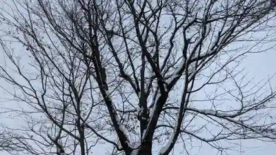 龍王神社の自然