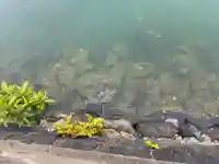 嚴島神社の自然