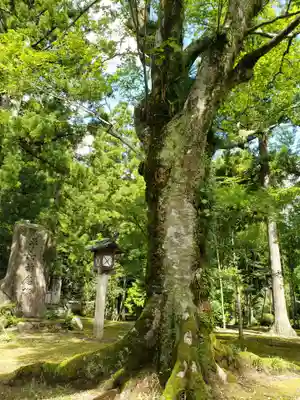 城端神明宮の自然