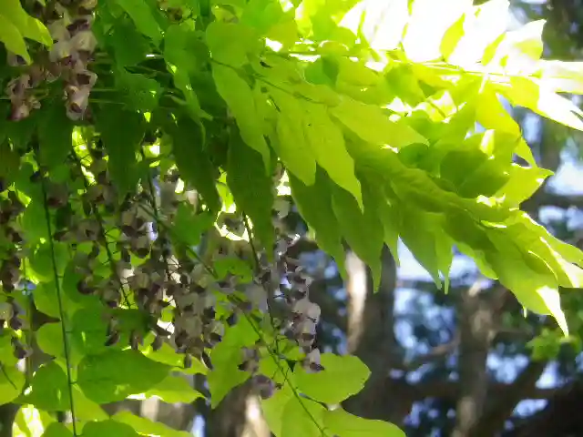 安國論寺(安国論寺)の自然