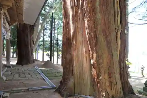 白幡八幡神社の自然