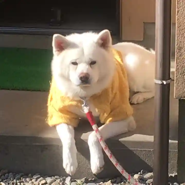 普光山 普傳寺の動物