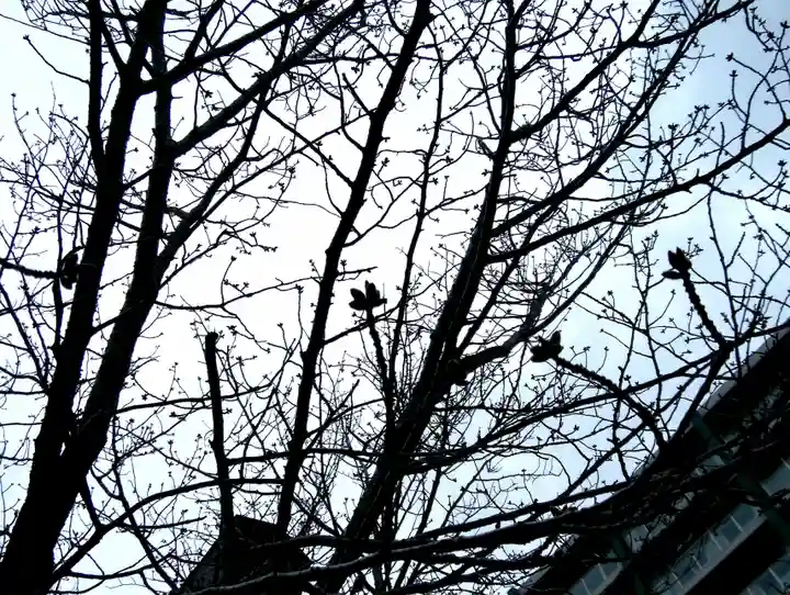 彌彦神社 (伊夜日子神社)の自然