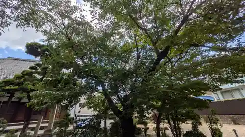 墨染寺（桜寺）(京都府)