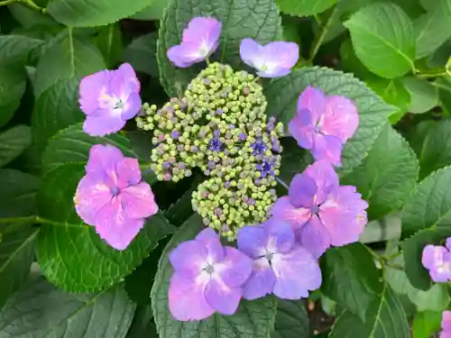 藤森神社(京都府)