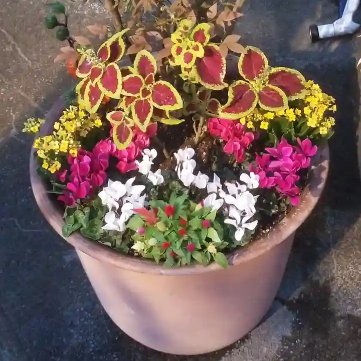 烏森神社の自然