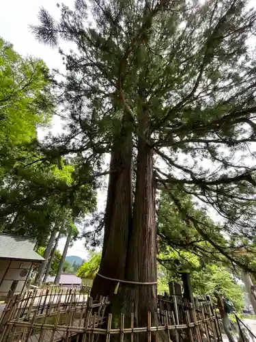 戸隠神社中社の自然