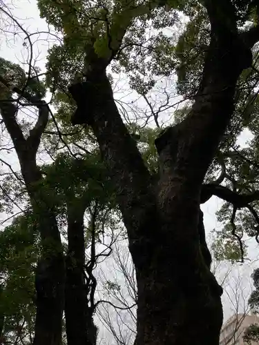 來宮神社の自然