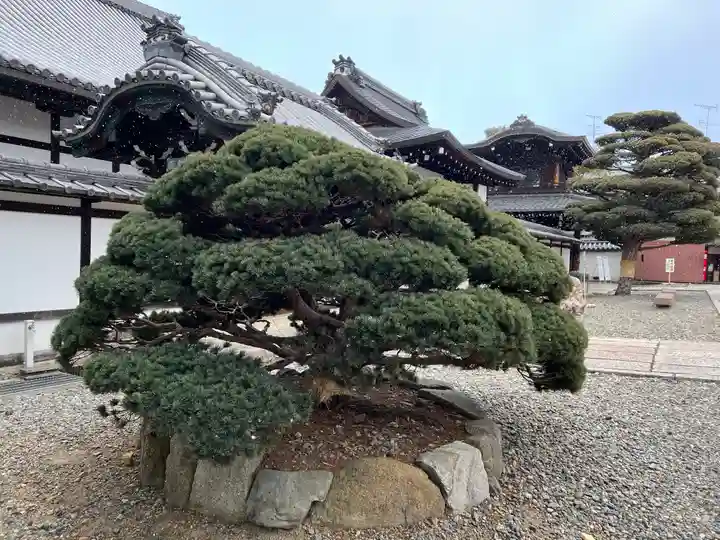 大谷本廟の自然