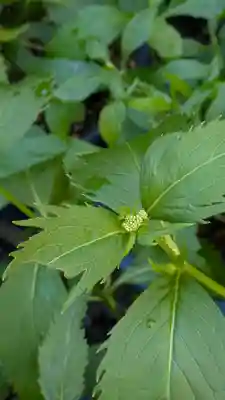 行願寺（革堂）(京都府)