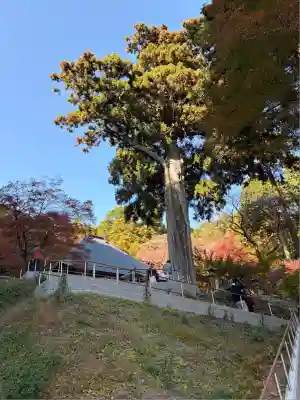 普門寺(切り絵御朱印発祥の寺)(愛知県)