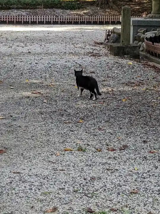 八幡社(柏井町)の動物