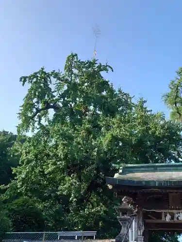 綾部八幡神社(佐賀県)