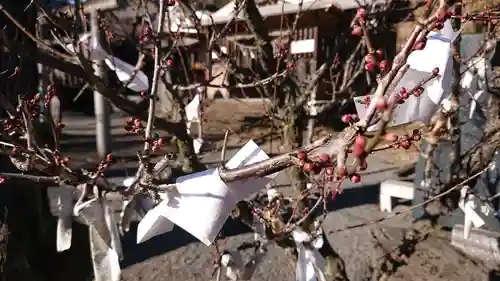 賀茂別雷神社の自然