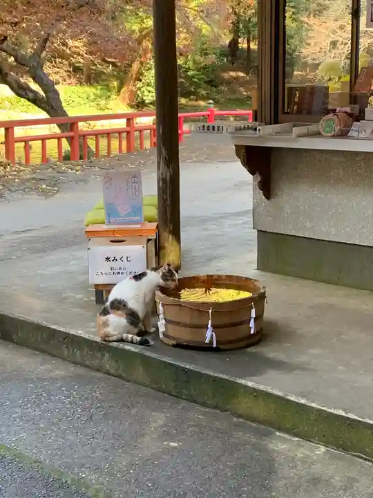 間々田八幡宮の動物
