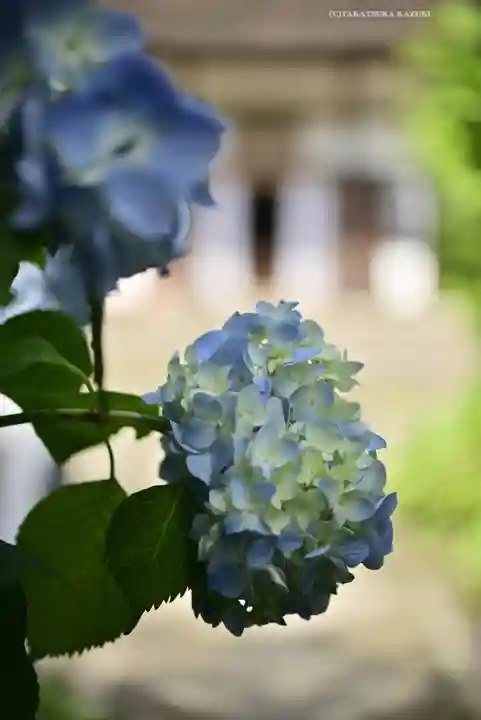 明月院(神奈川県)