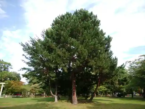 札幌護國神社の自然