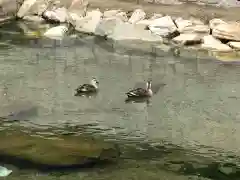 泉神社の動物