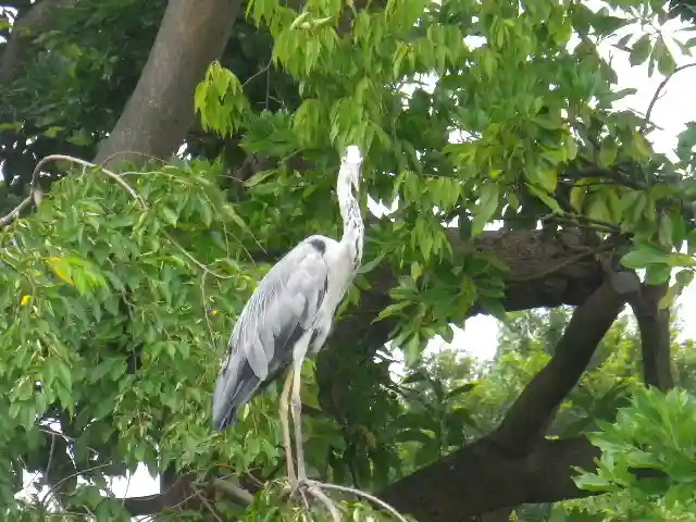 鶴岡八幡宮の動物