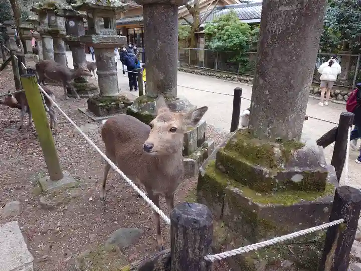 春日大社の動物