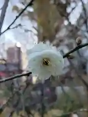 成子天神社の自然