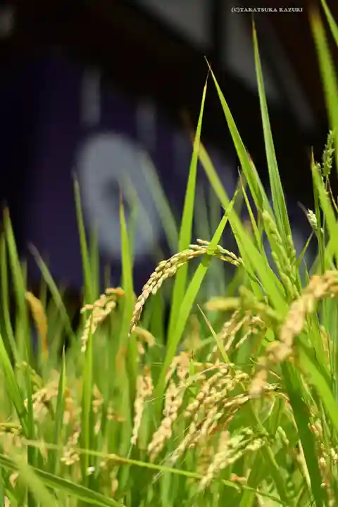 東京大神宮(東京都)