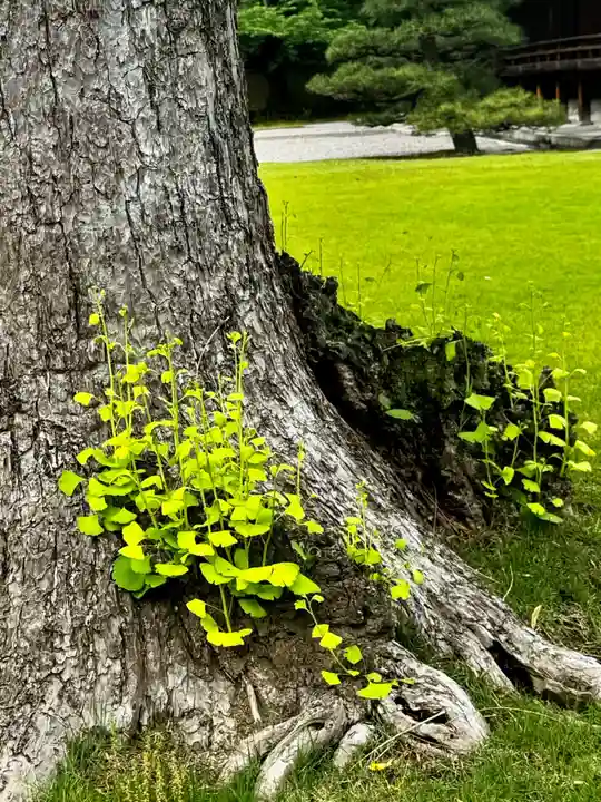 東寺(教王護国寺)(京都府)