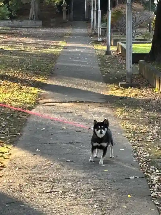 富士浅間神社の{uncategorized: "未分類", other: "その他", undefined: "問題あり", building: "その他建物", grave: "お墓", sacred_gate: "鳥居", guardian: "狛犬", statue: "像", buddha: "仏像", history: "歴史", nature: "自然", garden: "庭園", animal: "動物", pagoda: "塔", temizu: "手水舎", mountain_gate: "山門・神門", sanctuary: "本殿・本堂", subordinate: "末社・摂社", art: "芸術", scenery: "景色", jizo: "地蔵", ema: "絵馬", goshuin: "御朱印", omikuji: "おみくじ", items: "授与品その他", amulet: "お守り", goshuincho: "御朱印帳", eats: "食事", festival: "お祭り", votive_dance: "神楽", shichigosan: "七五三参", wedding: "結婚式", experience: "体験その他", initially: "初詣", around: "周辺", anti_infection: "感染症対策"}