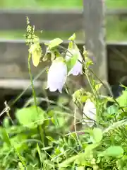 山家神社の自然