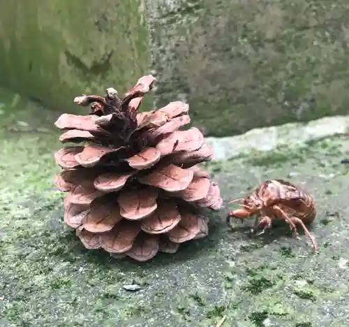 馬橋稲荷神社の自然