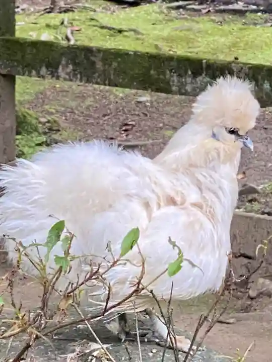 武田神社の動物